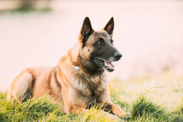 Actualités des chiens : adoptez le meilleur compagnon !