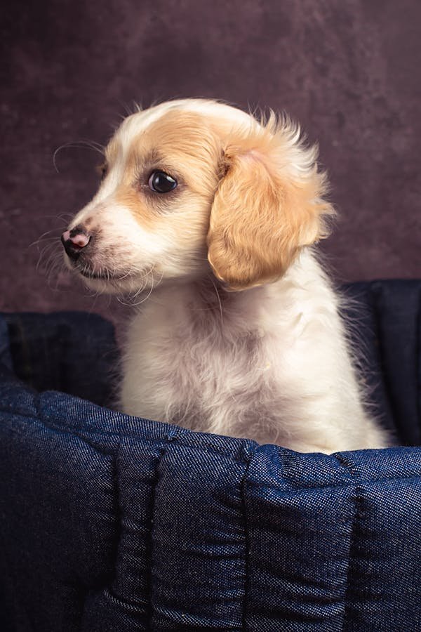 Panier orthopédique déhoussable : le confort de votre chien avant tout
